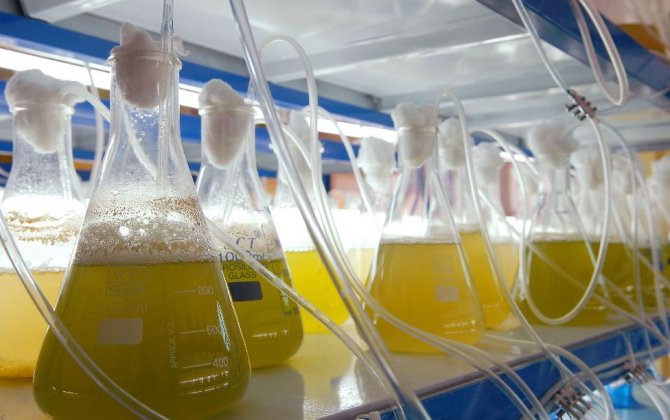 Boeing, Canadian Aviation Industry Launch Sustainable Aviation Biofuel Projec