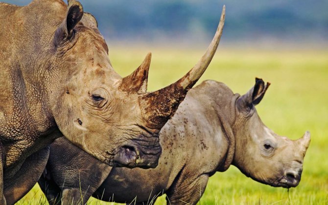 Rhinos to fly on IAG&rsquo;s first A380 flight to Miami