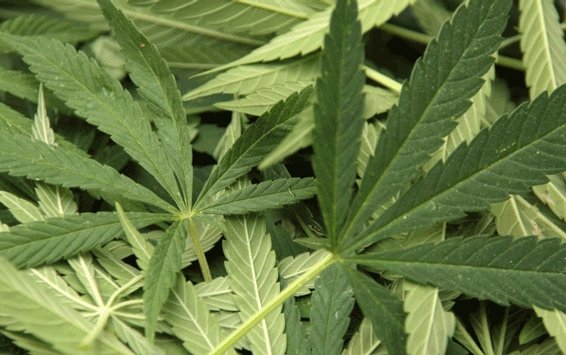 Air Astana Captain Fired After Getting Caught with Marijuana