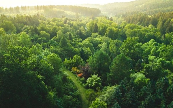 Cathay Pacific Cargo introduces Fly Greener, the carbon-offset programme for air freight