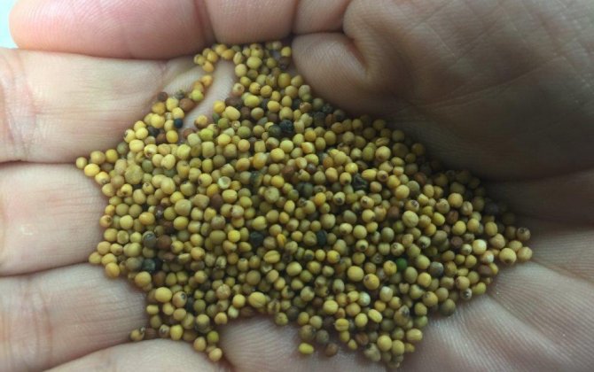 From Farm To Flight: Qantas To Operate World&rsquo;s First US-Australia Biofuel Flight