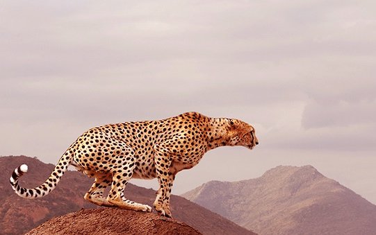 Preventing Illegal Trade In Endangered Wildlife - Qatar Airways